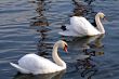 Pair of swans