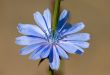 Chicory