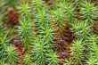 Moss close up