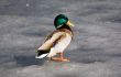 Duck on spring ice