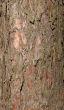 Tree bark pattern