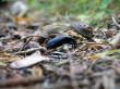 Big black bug