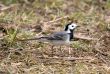 Wagtail on a grass