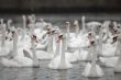Swans