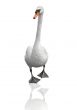 Swan isolated on white