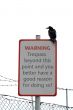 Isolated Crow