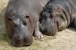Hippos