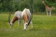 Oryx