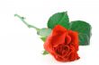 gorgeous red rose on white