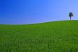 gorgeus landscape with lonely tree