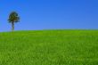 gorgeus landscape with lonely tree