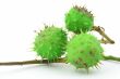 green chestnuts on white