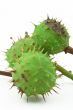 green chestnuts on white