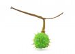 green chestnut on white