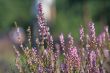 heather field