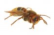 hornet - extreme macro