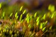 Polytrichum commune