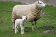 Curious little lamb
