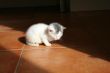 Enjoying the last ray of sunlight