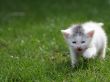 Little kitten screaming for attention