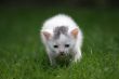 Little explorer