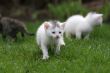 Little adventurers