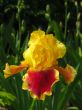 Iris №2