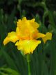 Iris №3