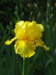 Iris №4