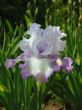 Iris №5