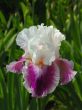 Iris №6