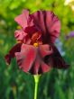 Iris №8