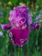 Iris №9