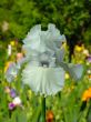 Iris №10