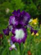 Iris №11