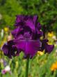 Iris №13