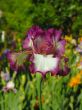 Iris №15