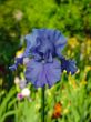 Iris №16