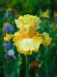 Iris №17