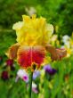 Iris №18