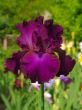Iris №19
