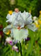 Iris №20