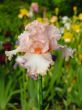 Iris 21