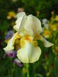 Iris №22