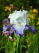 Iris №25