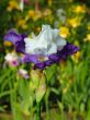 Iris №26