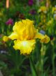 Iris №39