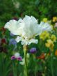 Iris 46