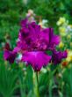 Iris №52