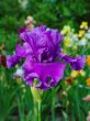 Iris №54